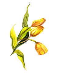 Fototapeta na wymiar Yellow tulip watercolor illustration 