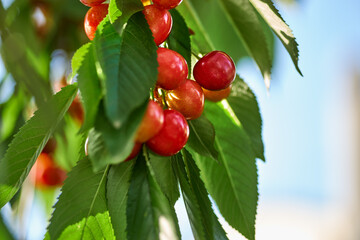 Sweet cherry red berries on a tree branch with water drops after summer rain.