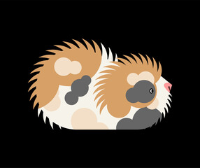 Cavy isolated. guinea pig cartoon. vector illustration