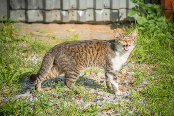 Cat by the gate at sunny day time.
