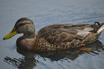 Duck in water profile