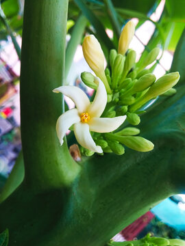 white papaya flower