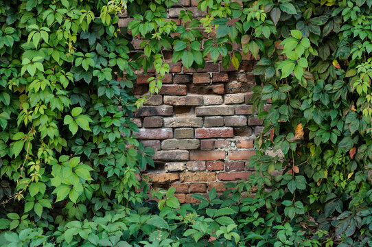 Framing an old brick wall with green ivy leaves. Copy space