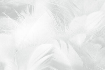 Beautiful white feather wooly pattern texture background