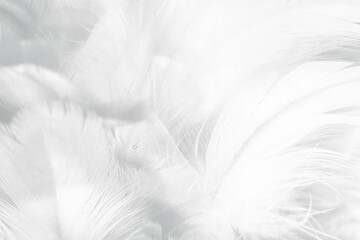 Beautiful white feather wooly pattern texture background