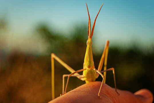 Grasshopper insect on man hand in garden outdoor, park green background cricket animal macro close up wildlife