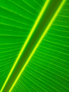 green leaf texture