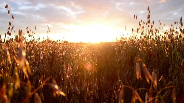 Tracking of Oat field in the sunrise. Slow motion and close up