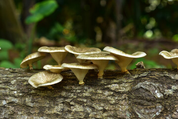 white mushroom plants stick to the logs