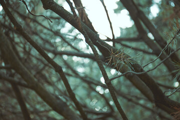 Background of tree trunks, surrounded by fern in a forest