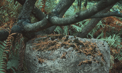 Background of tree trunks and big stone, surrounded by fern in a forest