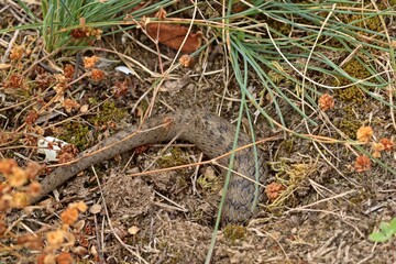Schlingnatter (Coronella austriaca) kriecht in Mauseloch