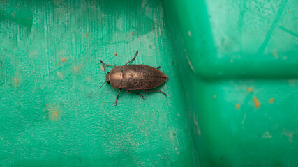 Large beetle bug on a green surface.