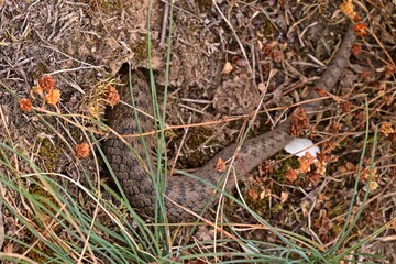 Schlingnatter (Coronella austriaca) kriecht in Mauseloch