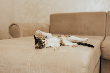 Funny little cat playing and lying on a sofa in the living room.