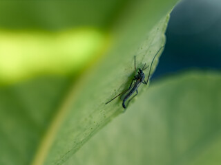 Insect on a leaf