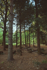 Fototapeta premium Autumn pine park, september time