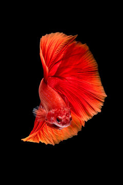Close up art movement of Betta fish or Siamese fighting fish isolated on black background.Fine art design concept.