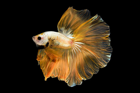 Close up art movement of Betta fish or Siamese fighting fish isolated on black background.Fine art design concept.