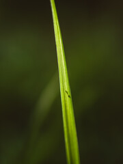 Blade of green grass