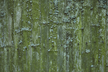 Wooden doors textured with moss