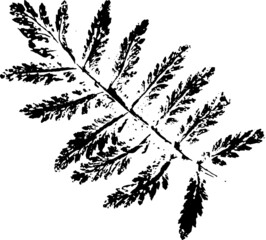 Leaf brush. Black ink decal twig with petals. Suitable for use as a brush.