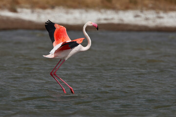 Greater flamingos in the water