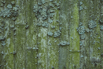 Obraz premium Wooden doors textured with moss