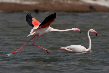 Greater flamingos in the water