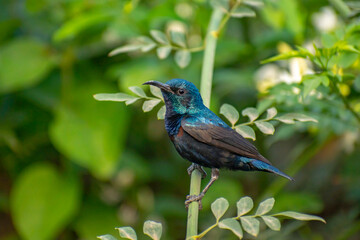 A closeup of a beautiful purple sunbird male sitting on a branch