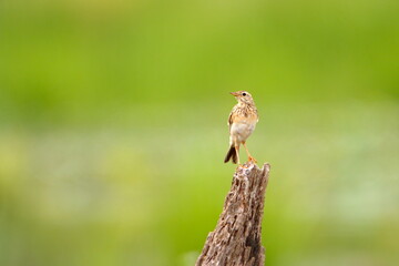 Bird on a branch