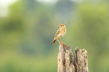 Bird on a branch