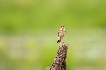 Bird on a branch