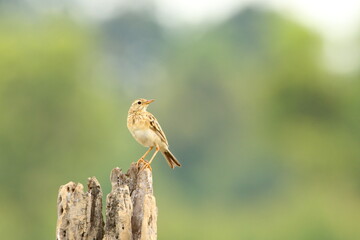 Bird on a branch