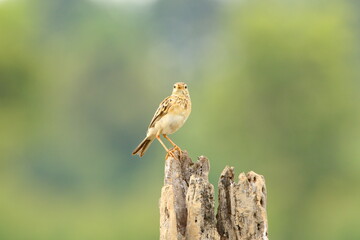 Bird on a branch