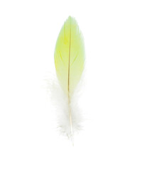Beautiful colorful parrot feather isolated on white background