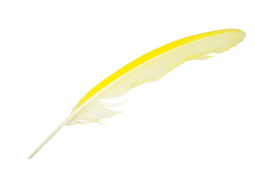 Beautiful colorful parrot feather isolated on white background