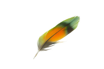 Beautiful  macaw parrot lovebird feather isolated on white background © nadtytok28