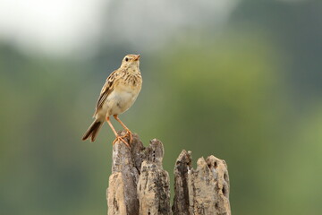 Bird on a branch