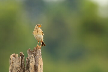 Bird on a branch