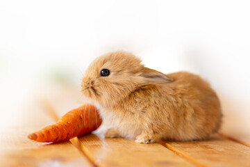 Fototapeta premium Fluffy foxy rabbit with carrot on white background ,wood table