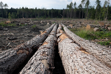 large tree trunks are lying on a deforested area - Stockphoto