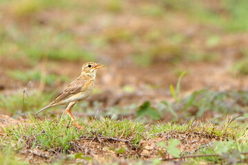 Bird on the ground