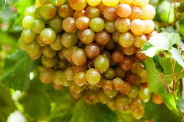 Closeup photo of a bunch of raw white grapes in the vineyard. Healthy natural food. Summer  fruits 