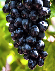 Closeup photo of a bunch of raw black grapes in the vineyard. Healthy natural food. Summer fruits 