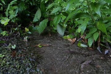 Spring water flowing in the forest