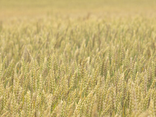 Fototapeta premium field of wheat