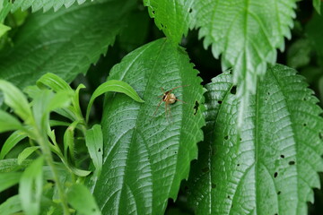 A spider walking on a leaf