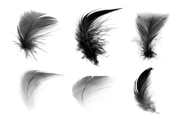 Obraz premium Beautiful collection black feather isolated on white background