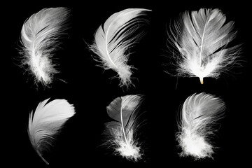 Obraz premium Beautiful collection white feather floating in air isolated on black background